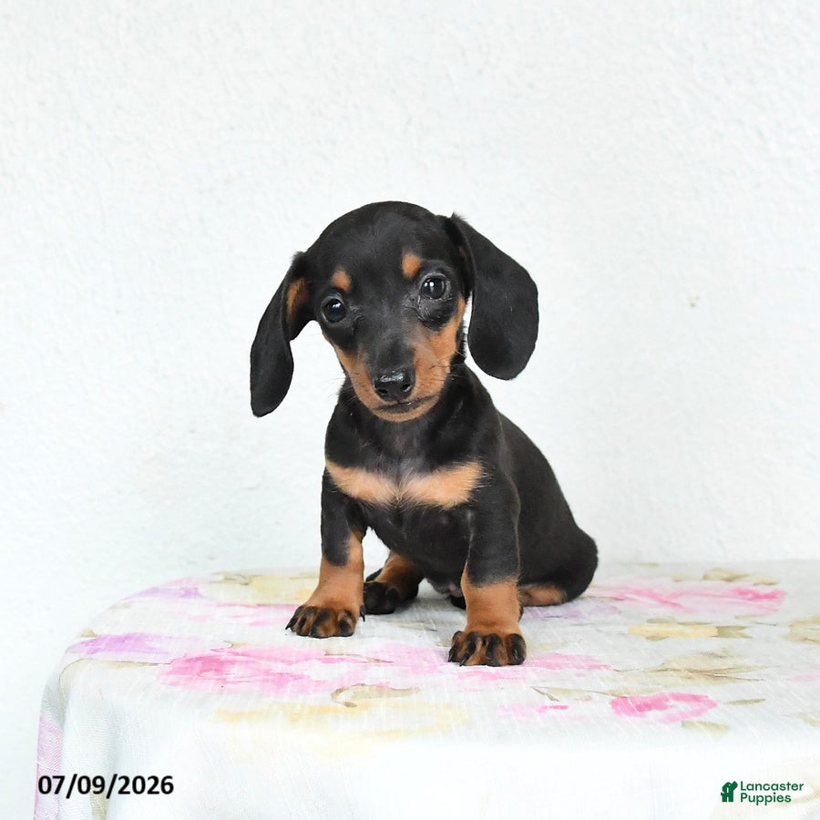 Miniature Dachshund dogs for sale: Rain - Ad 4