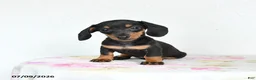 Miniature Dachshund dogs for sale: Rain - Ad 1