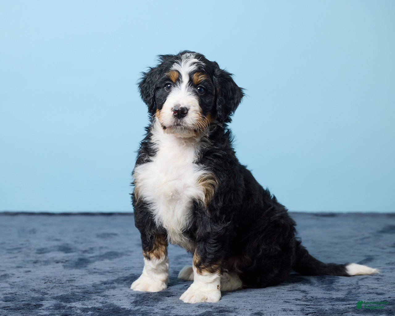 Bernedoodle dogs Jackson - Ad 1