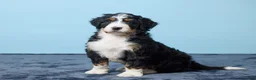 Bernedoodle dogs for sale: Jackson - Ad 1