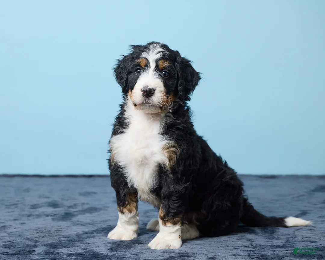 Bernedoodle dogs for sale: Jackson - Ad 1