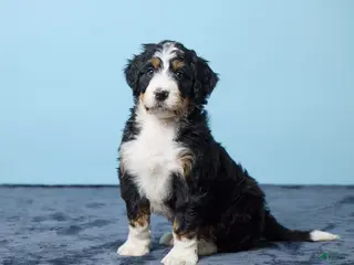 Bernedoodle dogs for sale: Jackson - Ad 4