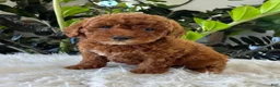 Mini Goldendoodle dogs for sale: Tate - Ad 4