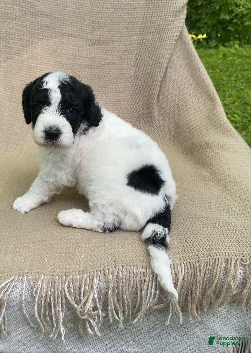 Mixed Breed dogs Panini - Ad 1