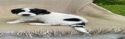 Mixed Breed dogs for sale: Panini - Ad 1