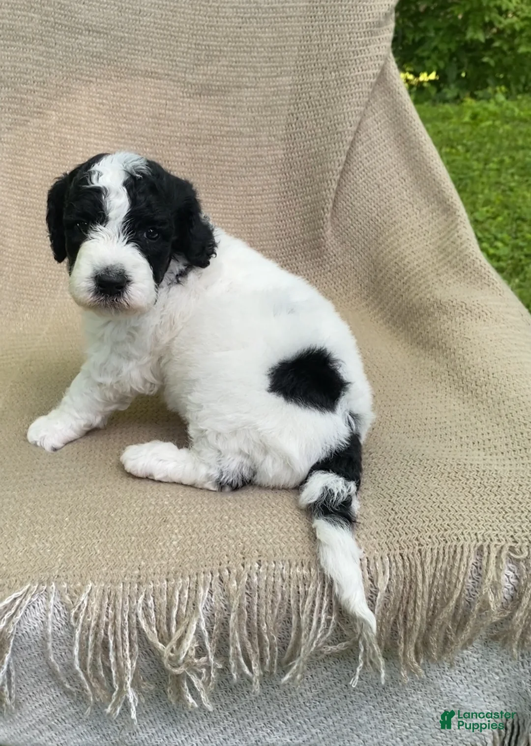 Mixed Breed dogs for sale: Panini - Ad 1