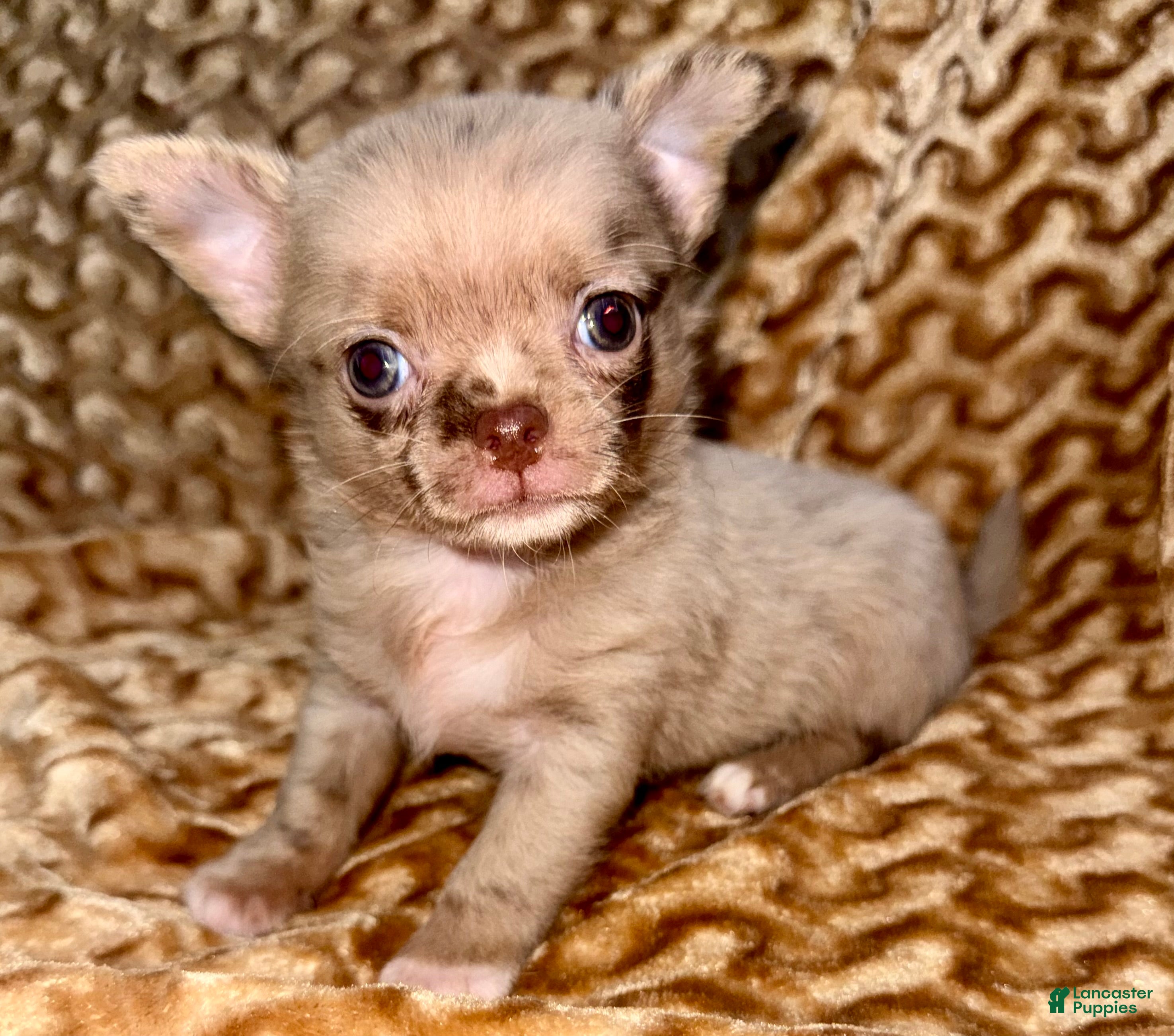 Chihuahua dogs Merle  - Ad 2