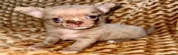 Chihuahua dogs for sale: Merle  - Ad 2