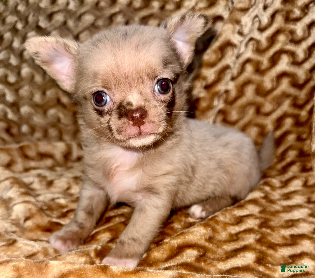 Chihuahua dogs for sale: Merle  - Ad 2