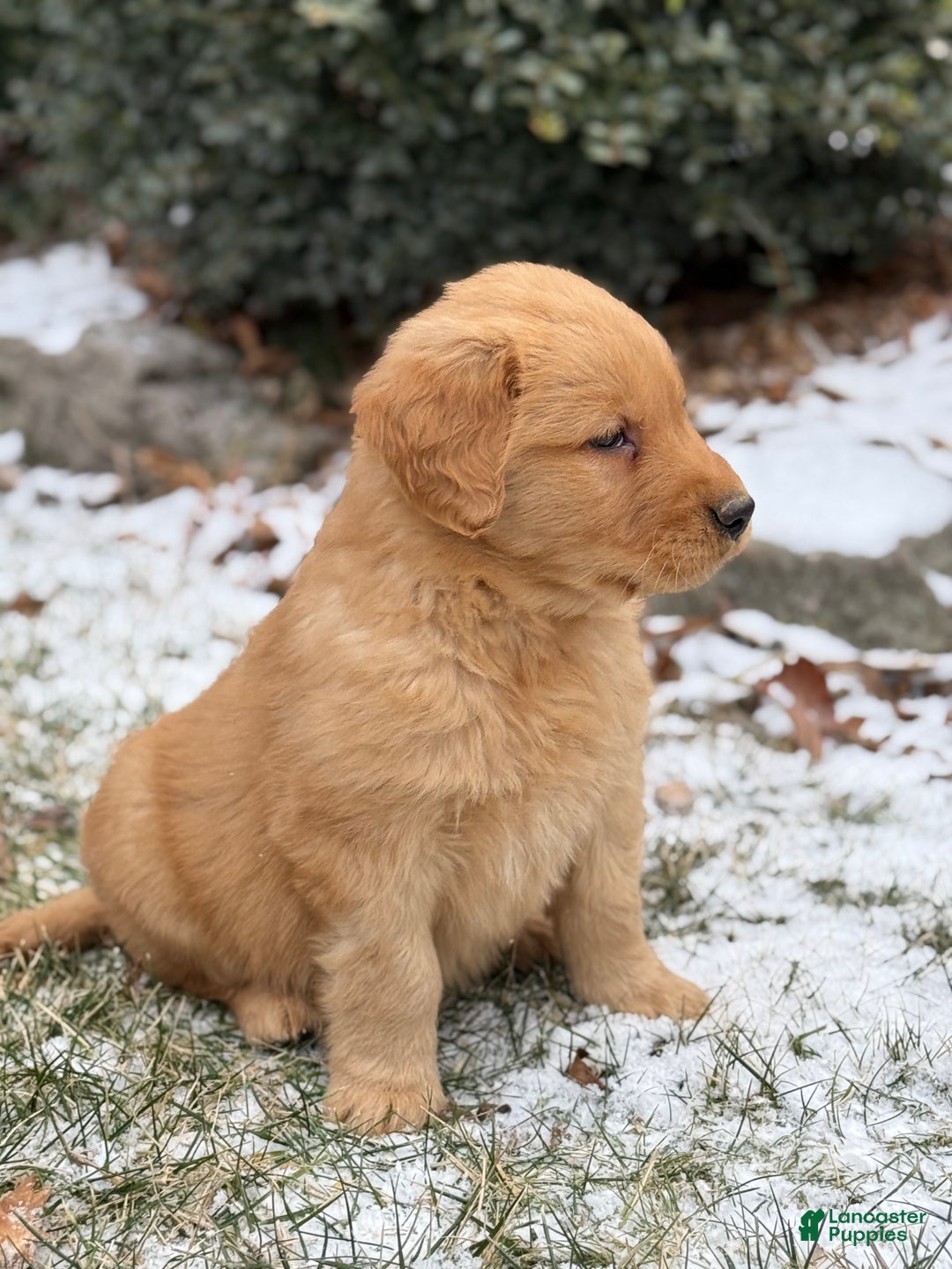 Golden Retriever dogs for sale: Sambo - Ad 2