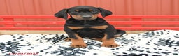 Doberman Pinscher dogs for sale: Harmony - Ad 9