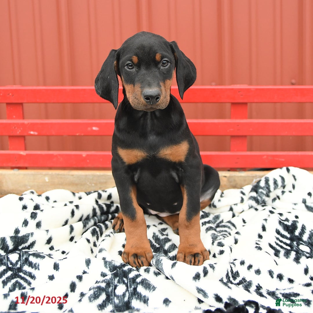 Doberman Pinscher dogs for sale: Harmony - Ad 9