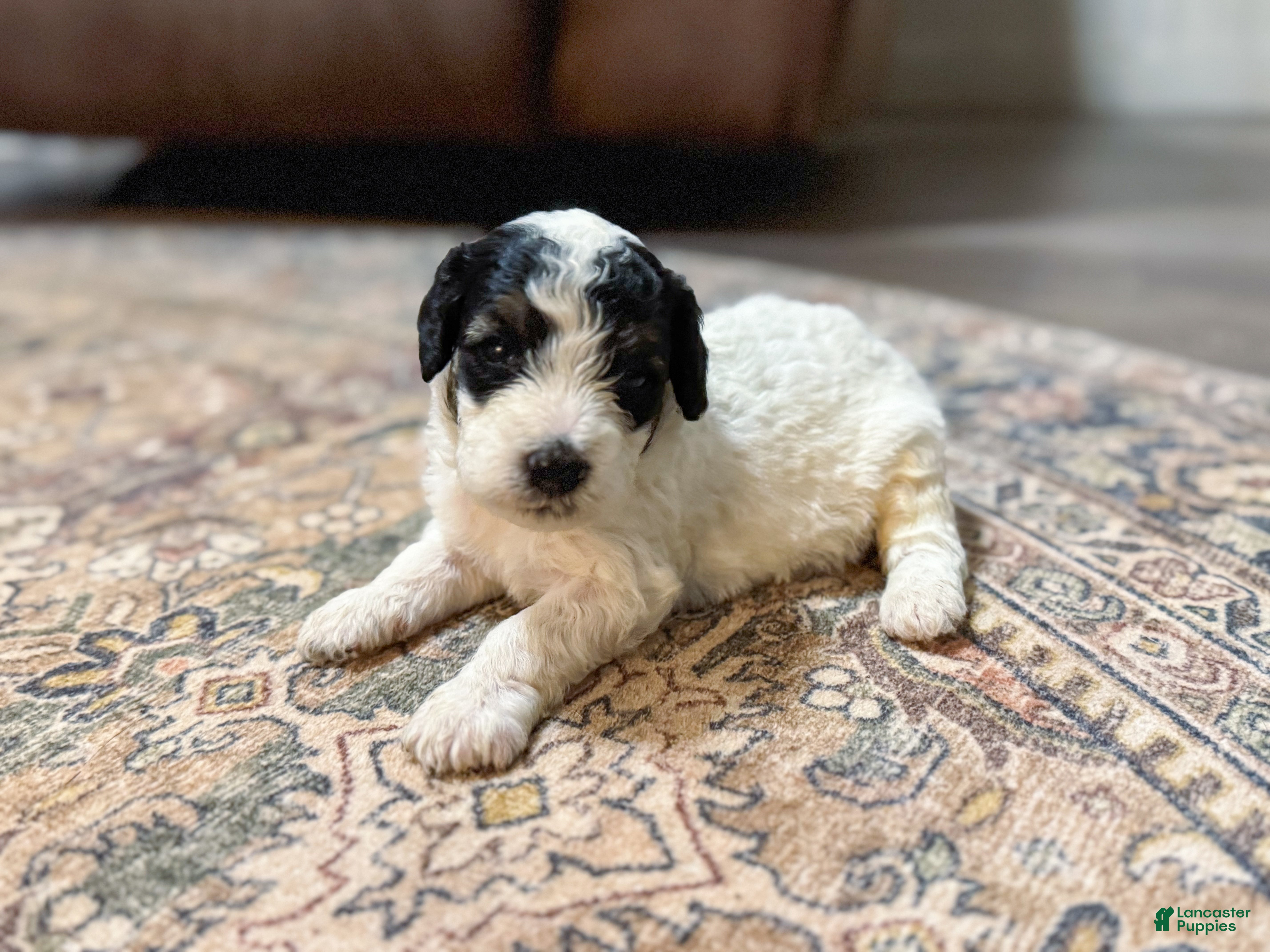 Max, Doodle / designer cross