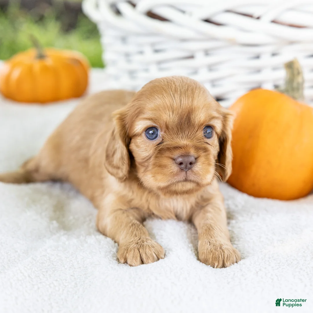Cavalier King Charles Spaniel dogs for sale: Cookie - Ad 1