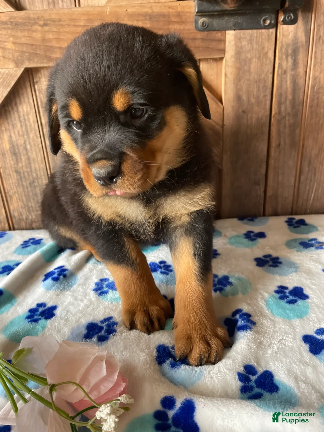 Rottweiler dogs for sale: Bogart - Ad 2