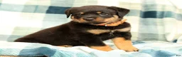 Rottweiler dogs for sale: Titan - Ad 4