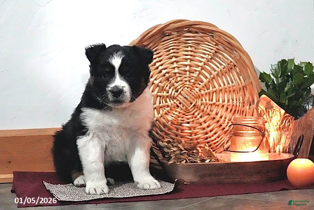 Australian Shepherd dogs for sale: Axel - Ad 1