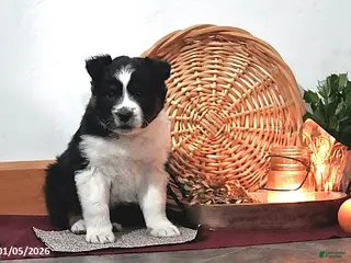 Australian Shepherd dogs Axel - Ad 25