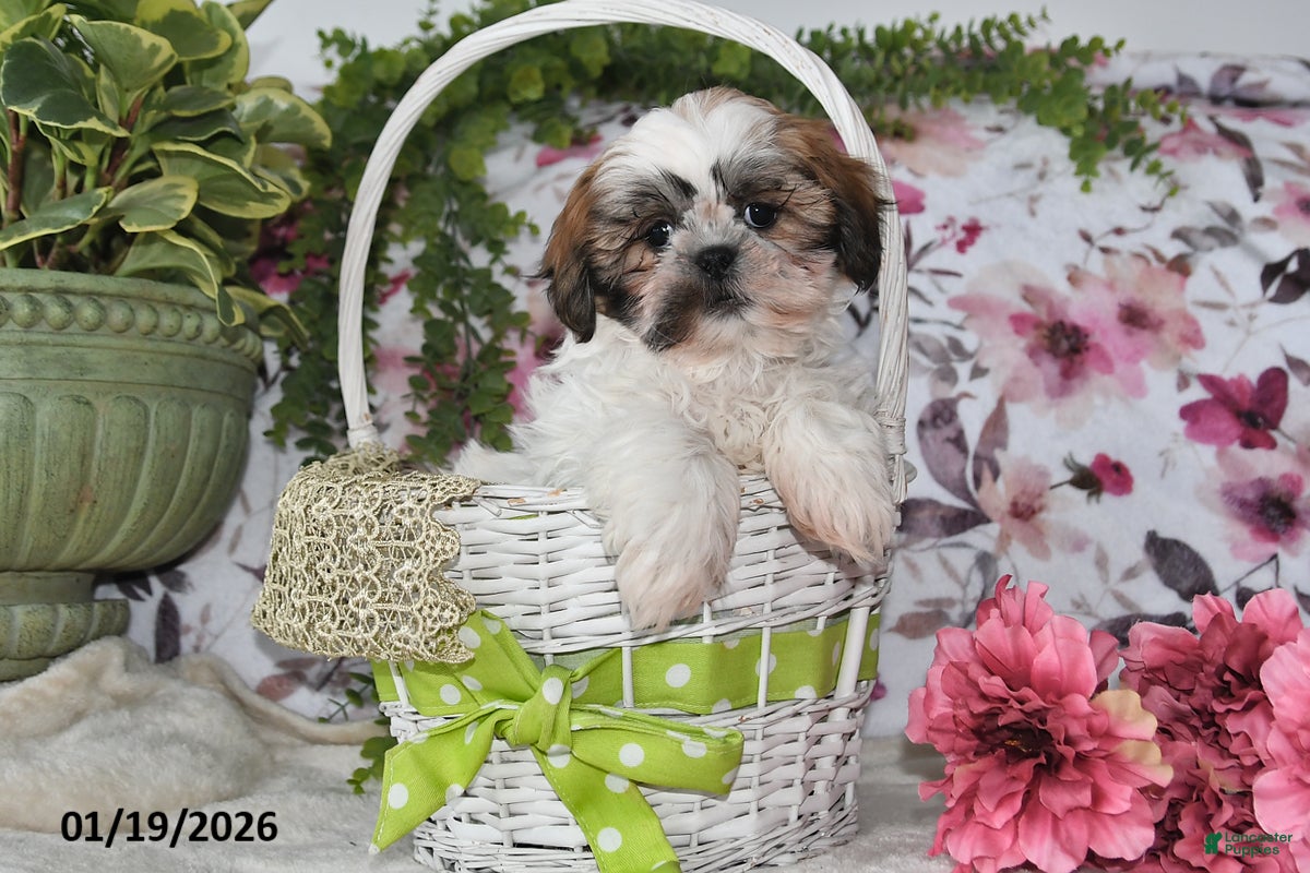 Shih Tzu dogs Lynn - Ad 2