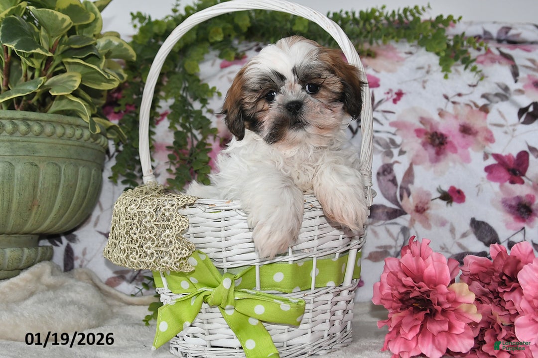 Shih Tzu dogs for sale: Lynn - Ad 2