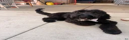 Double Doodle dogs for sale: Duke - Ad 3