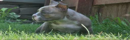 American Bully dogs for sale: Buffalo Bill - Ad 6