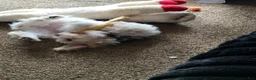 Mixed Breed dogs for sale: Cooka-poo - Ad 4