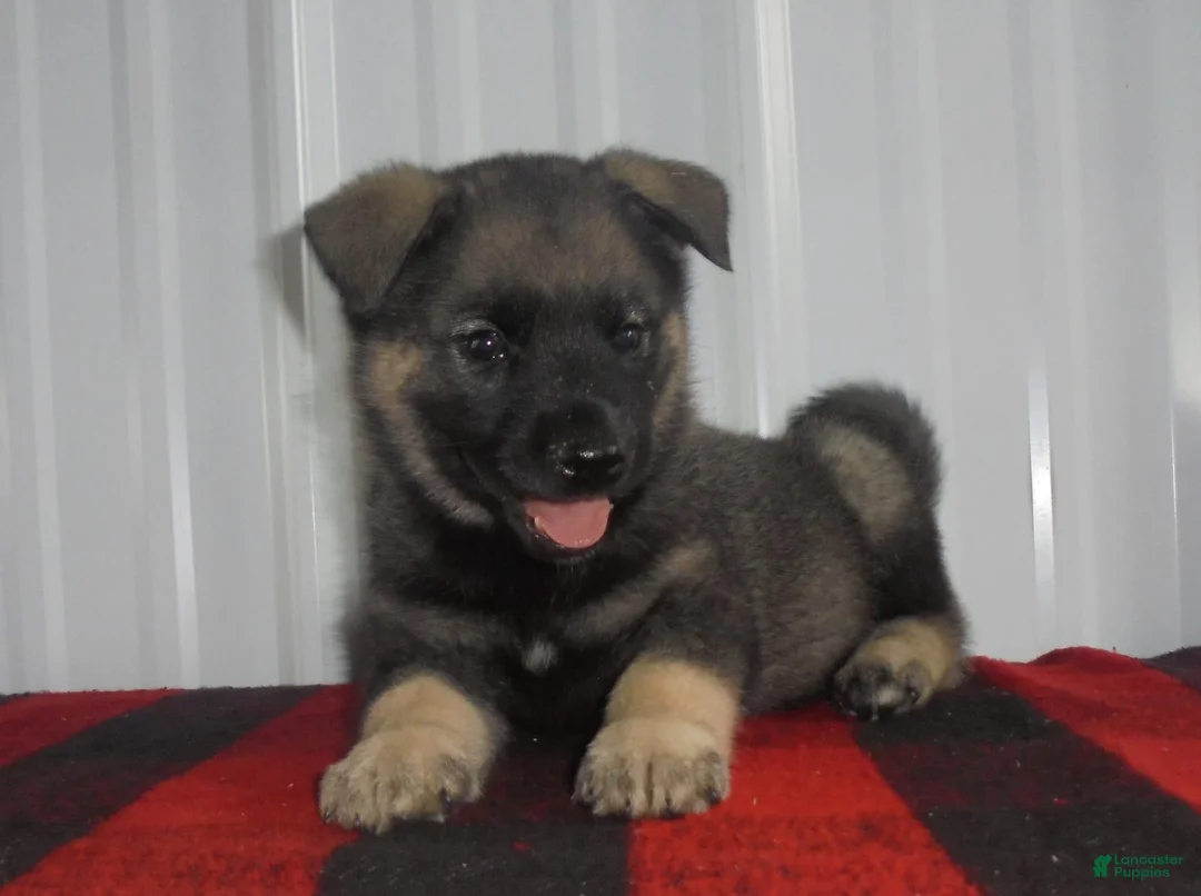 Gallery Image {{count}}