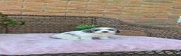 Cockapoo dogs for sale: Quinnie - Ad 8