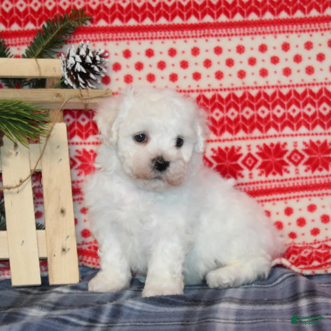Bichon Frise dogs for sale: Icicle - Ad 3