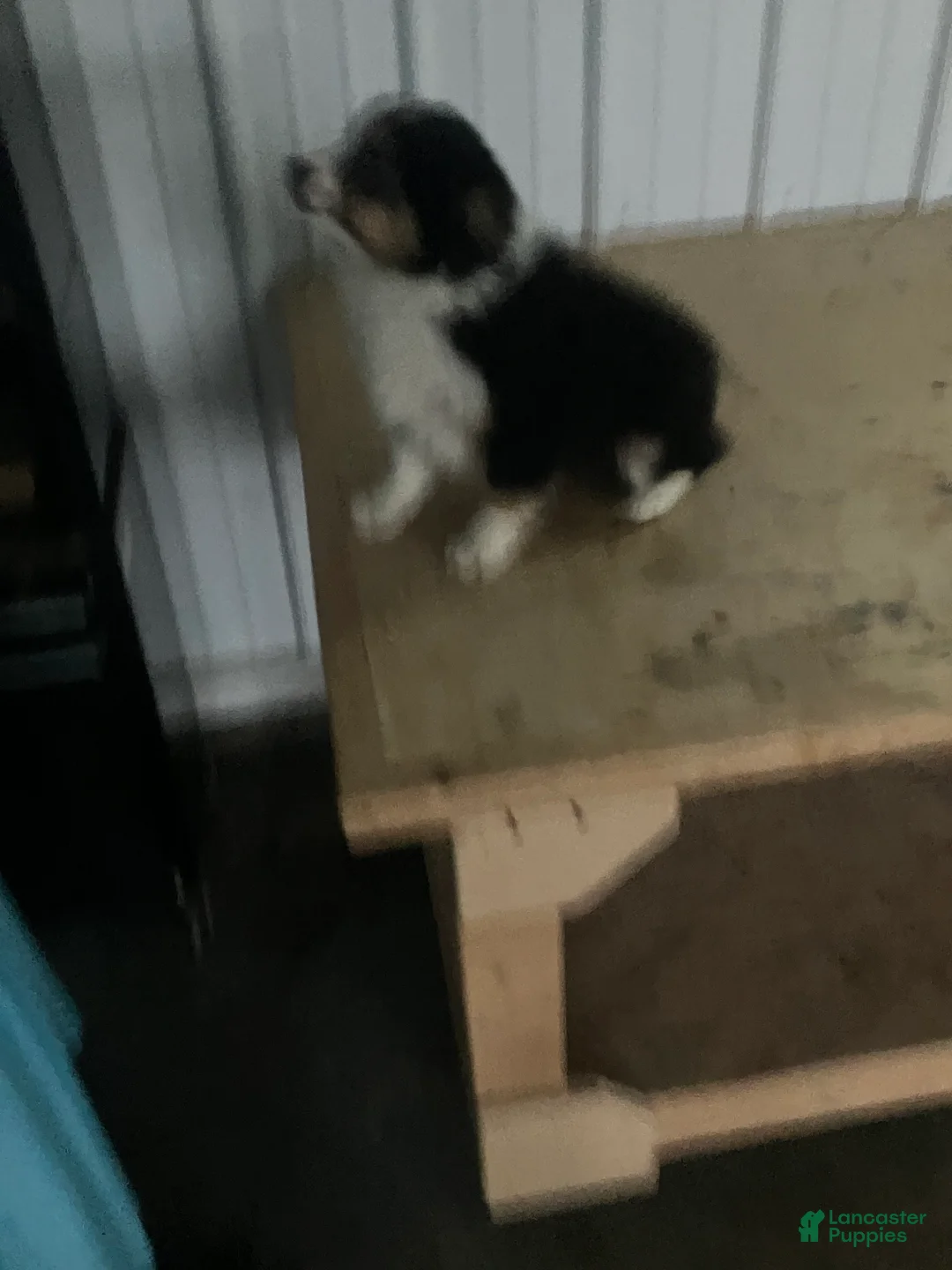 Miniature Australian Shepherd dogs for sale: Snip - Ad 5