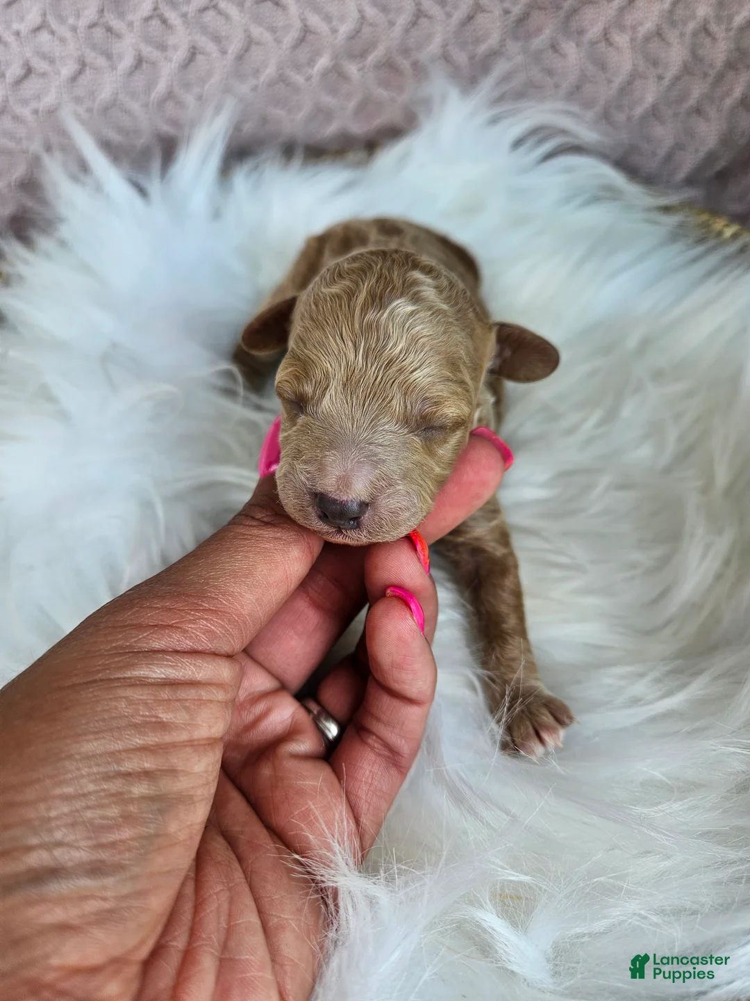 Cavapoo dogs for sale: Jax - Ad 2