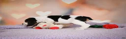 Beagle dogs for sale: OTIS - Ad 7
