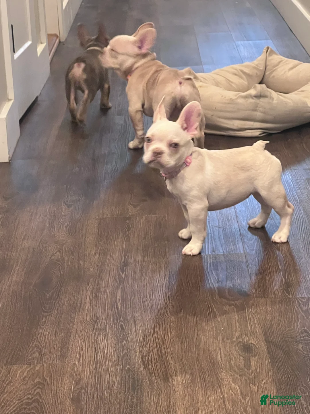 French Bulldog dogs for sale: French Bulldog Puppy 7/Winter - Ad 2