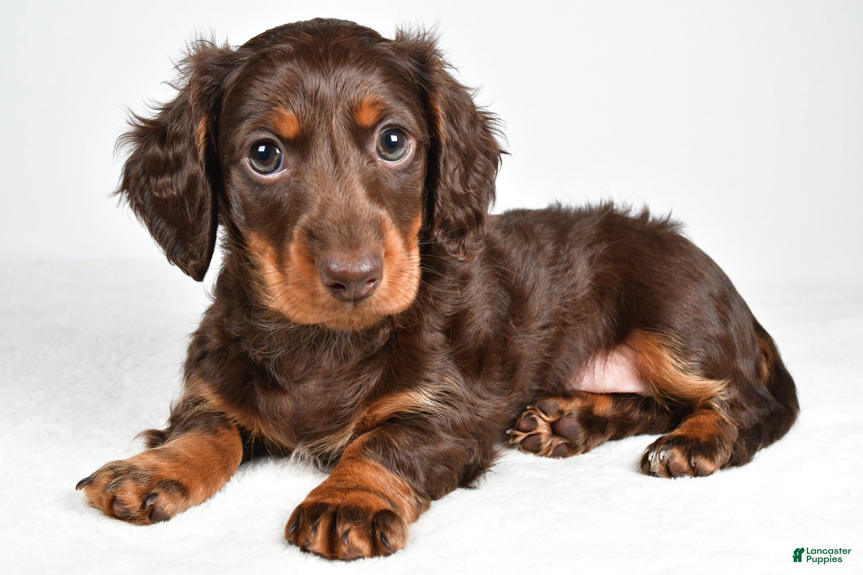 Miniature Dachshund dogs Sonny  - Ad 1