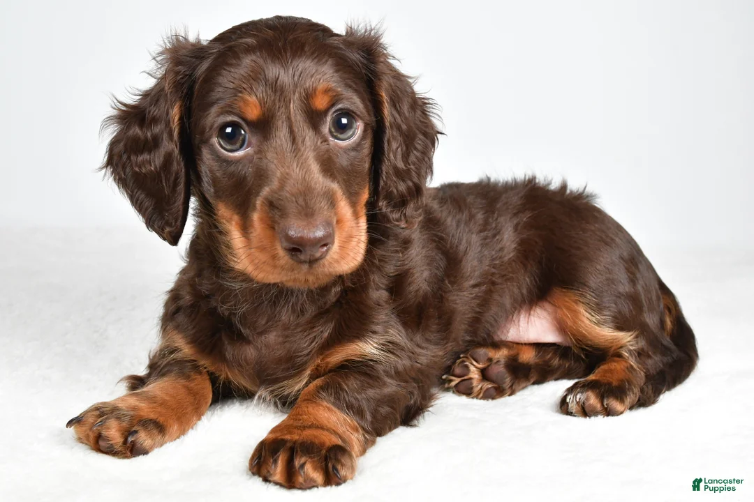 Miniature Dachshund dogs for sale: Sonny  - Ad 1