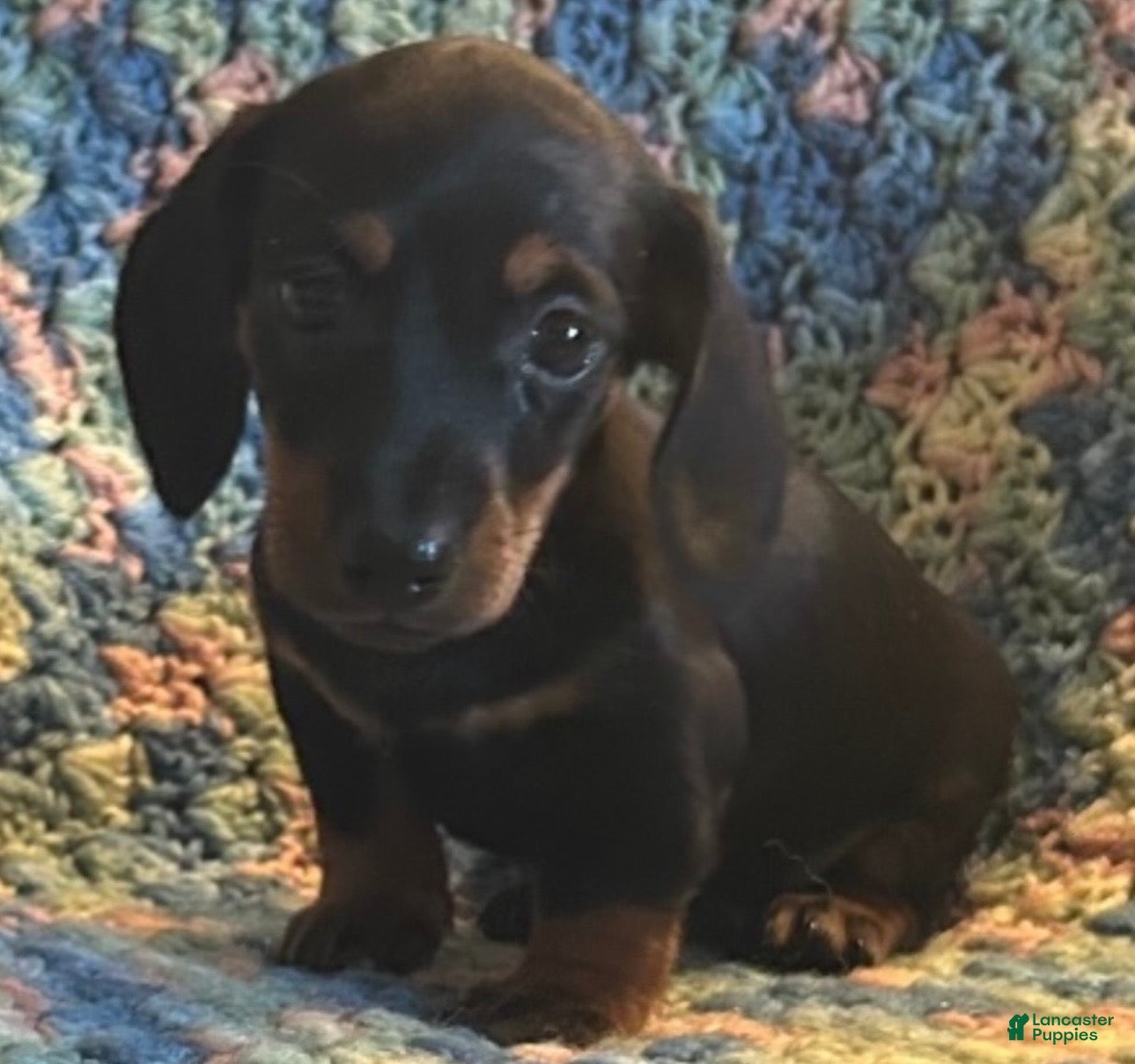 Miniature Dachshund dogs for sale: Tanner - Ad 35