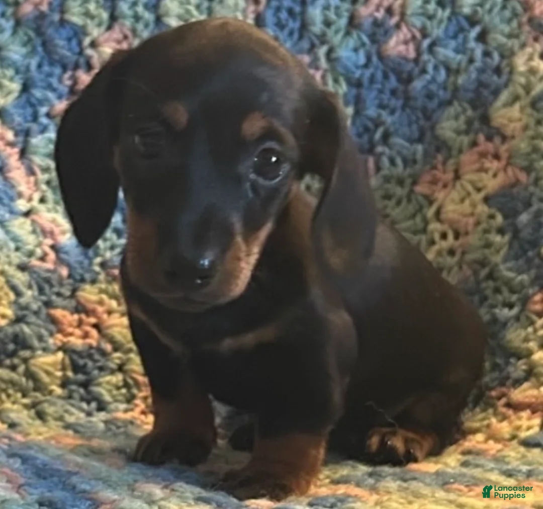 Miniature Dachshund dogs for sale: Tanner - Ad 1