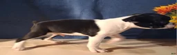 Boston Terrier dogs for sale: Eric - Ad 6