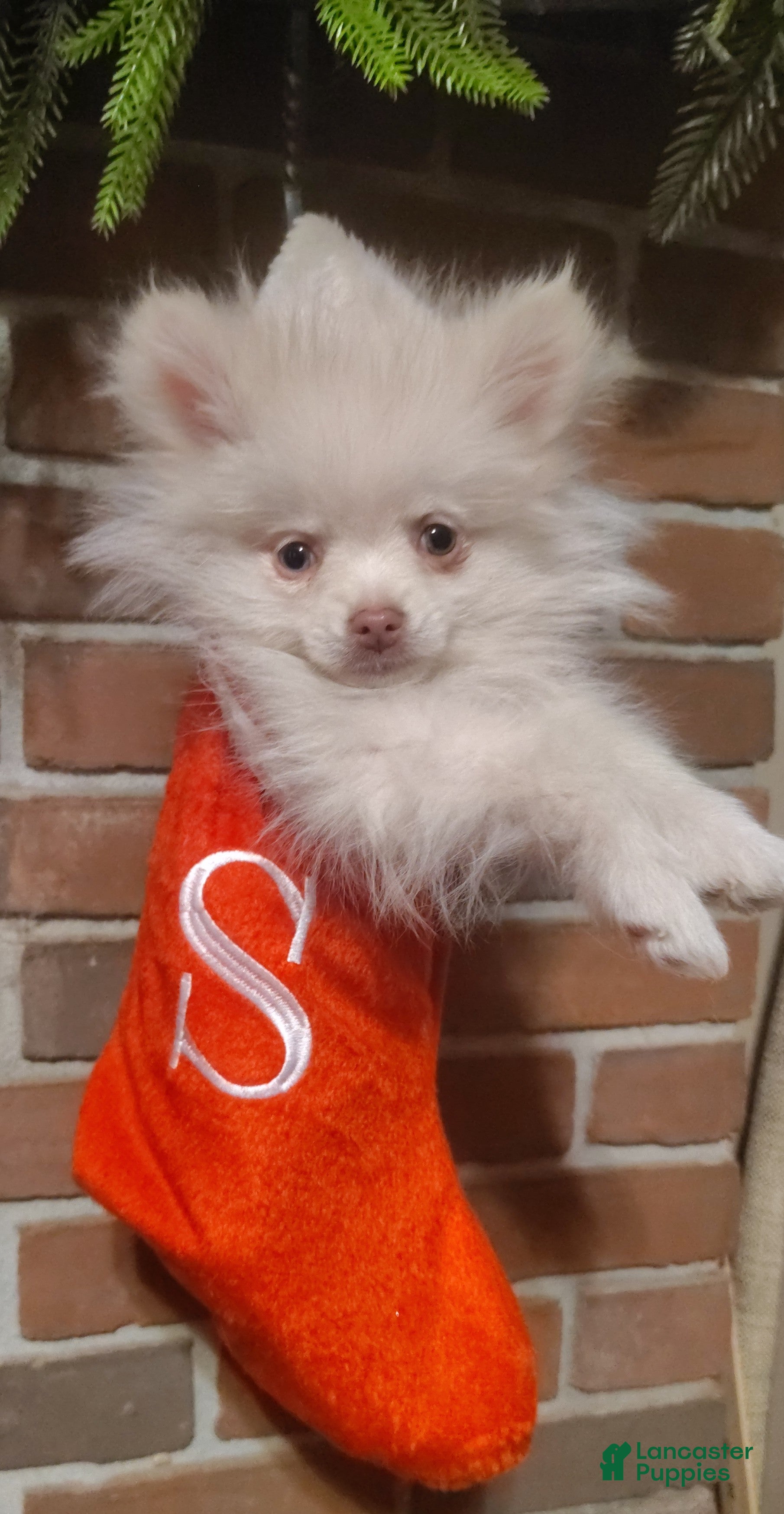 Pomeranian dogs Pomeranian Puppy 2 - Ad 8