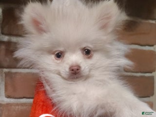Pomeranian dogs Pomeranian Puppy 2 - Ad 8
