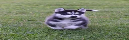 Siberian Husky dogs for sale: Chrissy - Ad 3