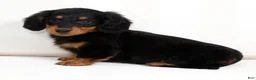 Miniature Dachshund dogs for sale: Harley - Ad 7