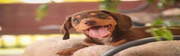 Miniature Dachshund dogs for sale: Peanut Butter Miniature Dachshund  - Ad 6