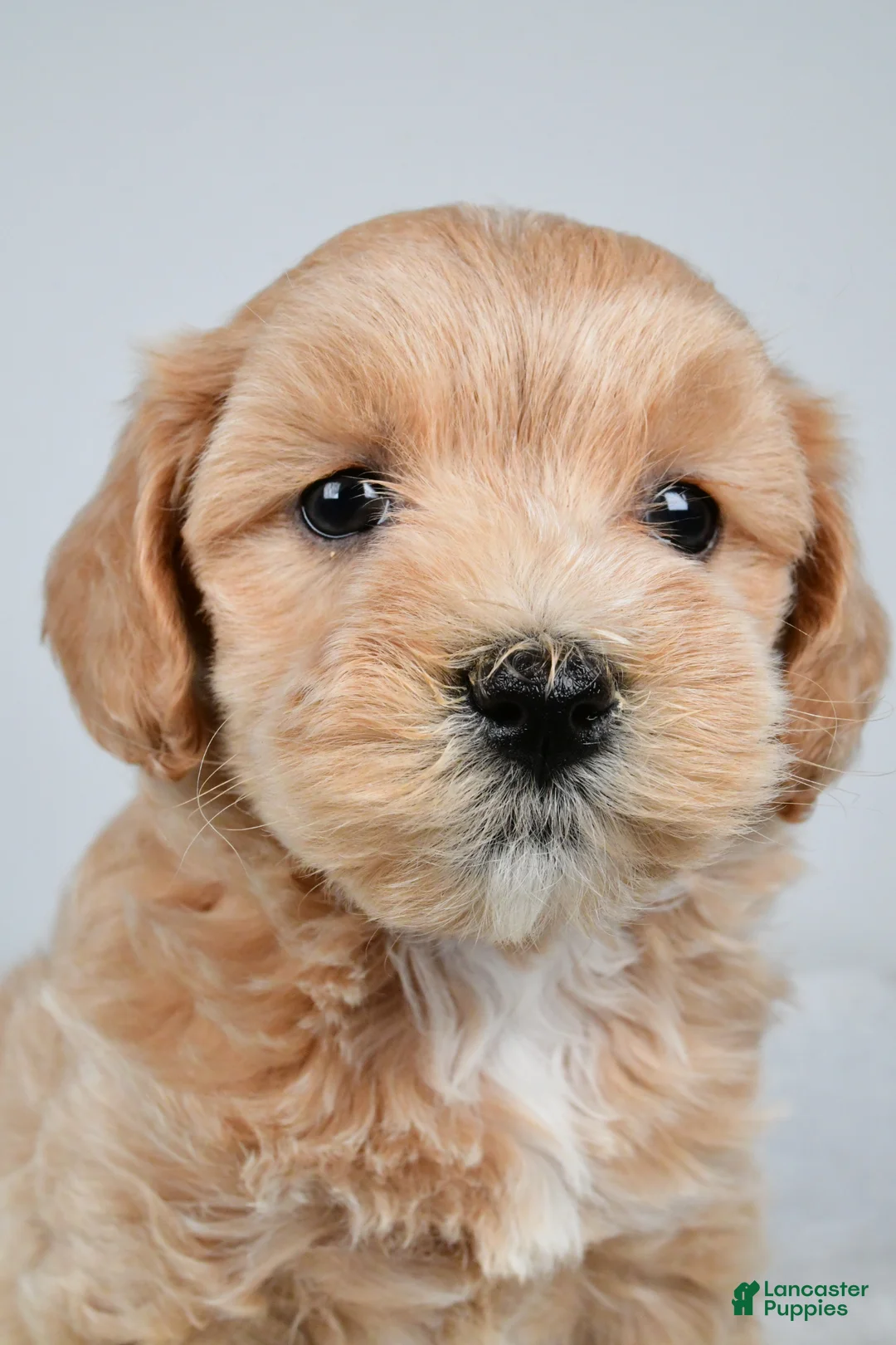 Maltipoo dogs for sale: Cassidy - Ad 9