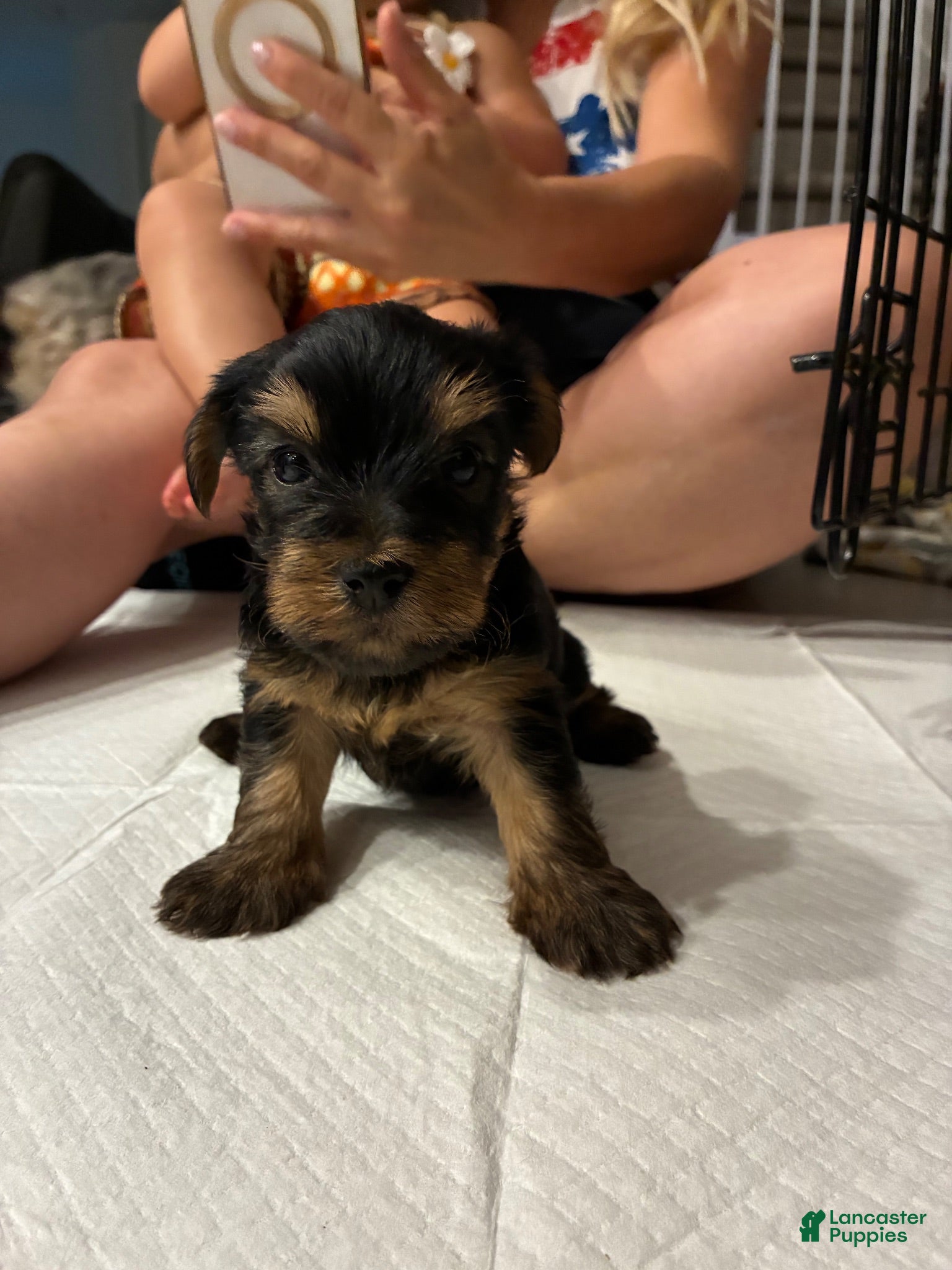 Yorkshire Terrier dogs Yorkshire Terrier 1 - Ad 37