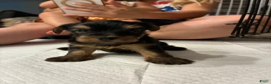 Yorkshire Terrier 1