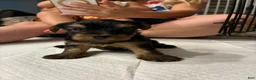 Yorkshire Terrier dogs for sale: Yorkshire Terrier 1 - Ad 1