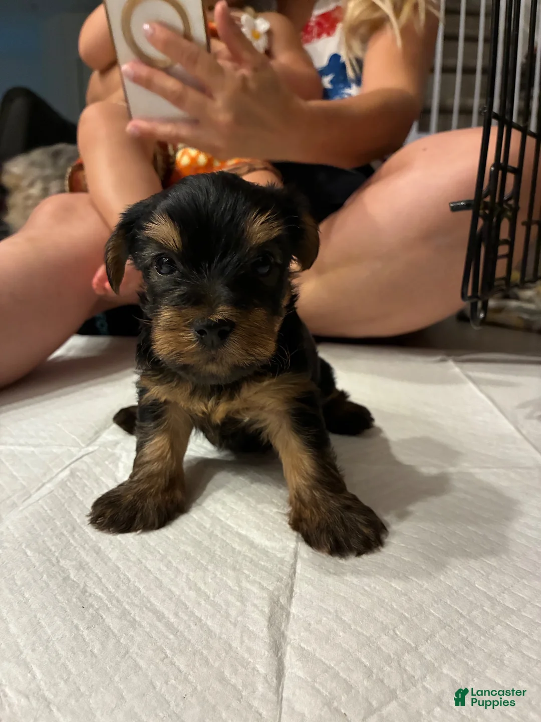 Yorkshire Terrier dogs for sale: Yorkshire Terrier 1 - Ad 1