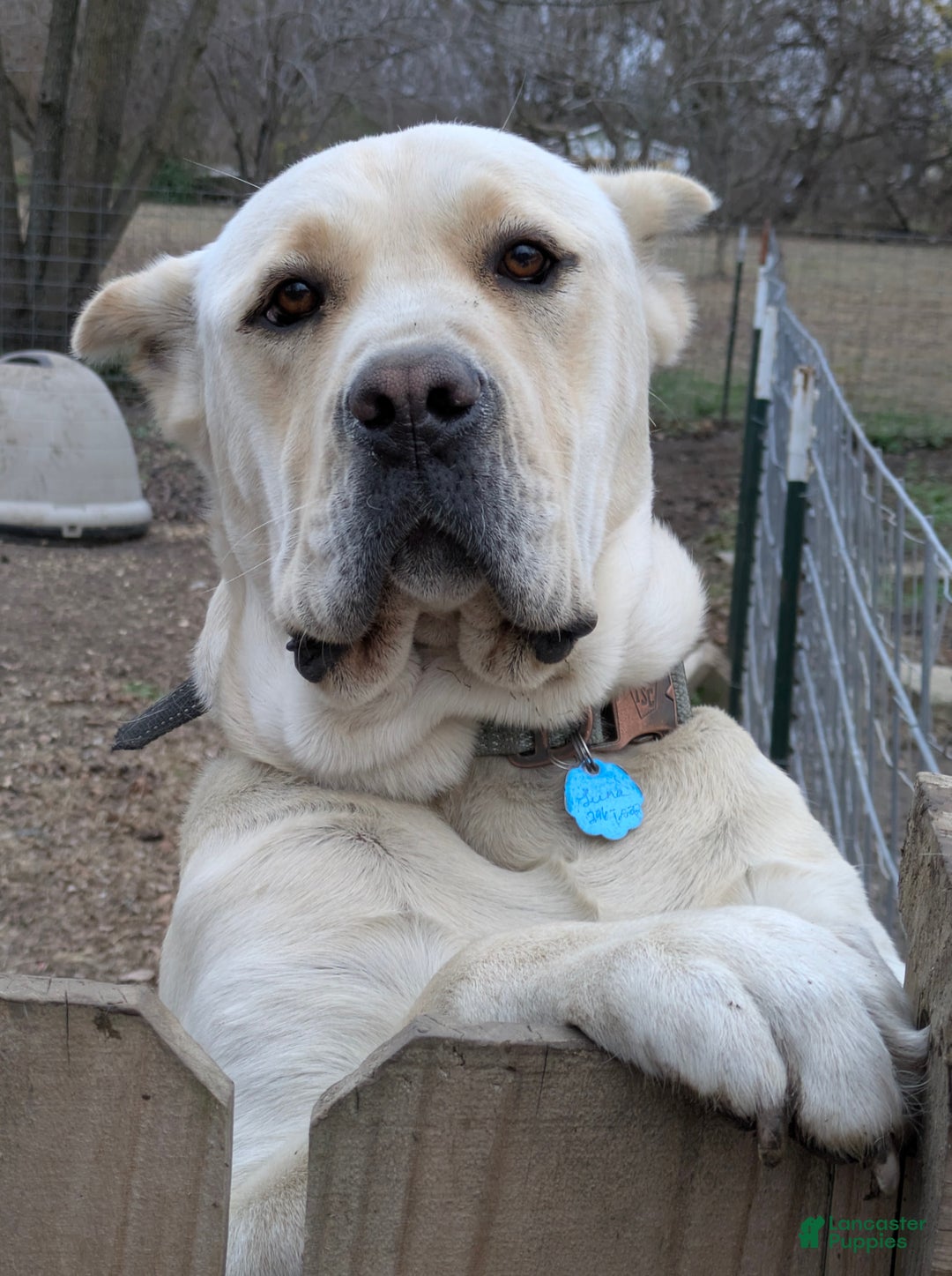 Cane Corso dogs for sale: Light Bue  - Ad 6